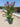 Lagerstroemia Indica Cesp 40 Dynamite - Vivaio Garden Forest (47844351)