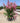 Lagerstroemia Indica Cesp 40 Gaby Rose - Vivaio Garden Forest (47844352)