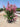 Lagerstroemia Indica Cesp 40 Gaby Rose - Vivaio Garden Forest (47844352)