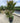 Lagerstroemia Indica Cesp 45 Seabourn - Vivaio Garden Forest (47844353)