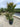 Lagerstroemia Indica Cesp 45 Seabourn - Vivaio Garden Forest (47844353)
