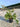 Lagerstroemia Indica (Lillà delle Indie) Vaso 24 H.60/80 - foto reale - Vivaio Garden Forest (50305195)