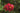 Lagerstroemia Indica Rossa - fiore - Vivaio Garden Forest (50305201)