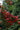 Lagerstroemia Indica Rossa - fioritura - Vivaio Garden Forest (50305200)
