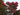 Lagerstroemia Indica Rossa - pianta adulta - Vivaio Garden Forest (50305202)