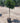 Laurus Nobilis Alb 30 1 2 Fusto Lt 15 - Vivaio Garden Forest (47844356)