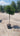 Laurus Nobilis Alb 30 1 2 Fusto Lt 15 - Vivaio Garden Forest (47844356)