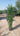 Laurus Nobilis (Alloro) Cespuglio Vaso 30 H.160/180 - Vivaio Garden Forest (50305203)