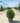 Laurus Nobilis Palla 55 - Vivaio Garden Forest (47844357)