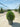 Laurus Nobilis Palla 55 - Vivaio Garden Forest (47844357)
