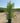Ligustrum Japonicum Cesp 40 - Vivaio Garden Forest (47844358)
