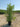 Ligustrum Japonicum Cesp 40 - Vivaio Garden Forest (47844358)