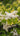 Ligustrum Texano (Ligustro) Variegato Vaso 24 - fioritura - Vivaio Garden Forest (48048284)