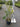 Ligustrum Texano (Ligustro) Variegato Vaso 18 - Vivaio Garden Forest