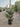 Ligustrum Texano (Ligustro) Variegato Vaso 24 - Vivaio Garden Forest (48048283)