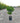 Ligustrum Texanum Cesp 24 - Vivaio Garden Forest (47844359)