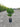 Ligustrum Texanum Cesp 24 - Vivaio Garden Forest (47844359)