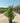 Ligustrum Texanum Cesp 40 - Vivaio Garden Forest (47844360)