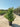 Ligustrum Texanum Cesp 40 - Vivaio Garden Forest (47844360)