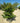Ligustrum Texanum Cesp 55 - Vivaio Garden Forest (47844361)
