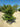 Ligustrum Texanum Cesp 55 - Vivaio Garden Forest (47844361)
