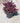 Loropetalum Chinense Cesp 30 Black Pearl - Vivaio Garden Forest (47844362)