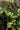 Mahonia Fortunei (Maonia) Vaso 18 - fioritura - Vivaio Garden Forest (48048291)