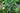 Mahonia Fortunei (Maonia) Vaso 18 - frutti - Vivaio Garden Forest (48048292)