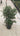 Metrosideros Excelsa (Albero DI Natale Neozelandese) Vaso 24 - Vivaio Garden Forest (48048293)