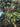 Metrosideros Excelsa (Albero DI Natale Neozelandese) Vaso 55 - fogliame - Vivaio Garden Forest (48048296)