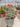 Metrosideros Thomasi Vaso 40 - Vivaio Garden Forest (48048303)