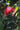 Metrosideros Thomasi Vaso 40 - fioritura - Vivaio Garden Forest (48048304)