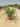 Miscanthus Lady Red (Eulalia) Vaso 24 - Vivaio Garden Forest (48048306)