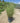 Miscanthus Morning Light Vaso 30 - Vivaio Garden Forest (47844365)