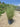 Miscanthus Morning Light Vaso 30 - Vivaio Garden Forest (47844365)
