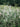 Miscanthus Lady Red (Eulalia) Vaso 24 - pianta adulta - Vivaio Garden Forest (48048307)