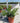 Murraya Paniculata (Arancio Gelsomino) Vaso 24 - Vivaio Garden Forest (48048314)