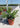 Murraya Paniculata (Arancio Gelsomino) Vaso 24 - Vivaio Garden Forest (48048314)