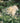 Murraya Paniculata (Arancio Gelsomino) Vaso 24 - fioritura - Vivaio Garden Forest (48048315)
