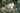 Murraya Paniculata (Arancio Gelsomino) Vaso 24 - fioritura - Vivaio Garden Forest (48048315)