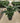Musa Paradisiaca Dwarf Cavendish Vaso 40 - Vivaio Garden Forest (47844380)