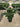 Musa Paradisiaca Dwarf Cavendish Vaso 40 - Vivaio Garden Forest (47844380)