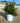 Myrsine Africana Cesp 17 - Vivaio Garden Forest (47844386)