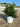 Myrsine Africana Cesp 17 - Vivaio Garden Forest (47844386)