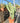 Myrtillocactus Geometrizans (Cactus Mirtillo) Vaso 25 - Vivaio Garden Forest (48048318)