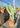Myrtillocactus Geometrizans (Cactus Mirtillo) Vaso 25 - Vivaio Garden Forest (48048318)