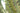Myrtillocactus Geometrizans (Cactus Mirtillo) Vaso 25 - frutti - Vivaio Garden Forest (48048321)