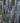 Myrtillocactus Geometrizans (Cactus Mirtillo) Vaso 25 - portamento - Vivaio Garden Forest (48048319)