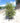 Myrtus Communis Cesp 30 - Vivaio Garden Forest (47844387)