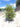 Myrtus Communis Cesp 30 - Vivaio Garden Forest (47844387)